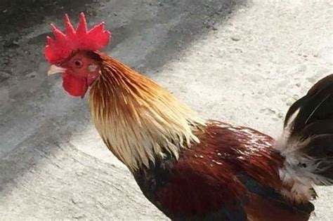 15 panabong na manok ninakaw .